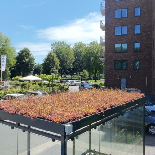 Rookoverkapping Myla 235 Dronebeeld van een rookoverkapping met groen sedumdak bij zorginstelling ZINN De Burcht in Hoogezand.